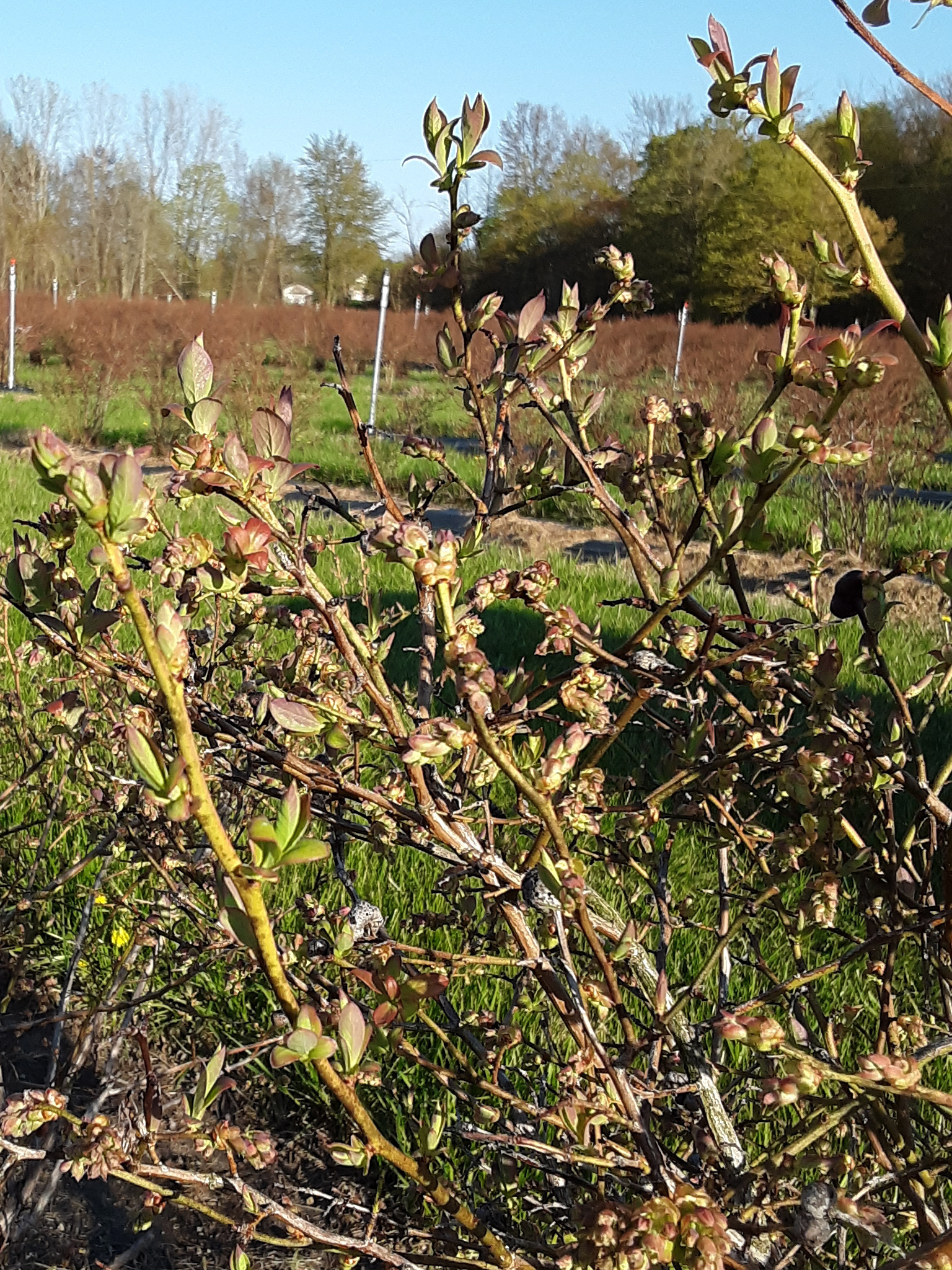 Jersey blueberries